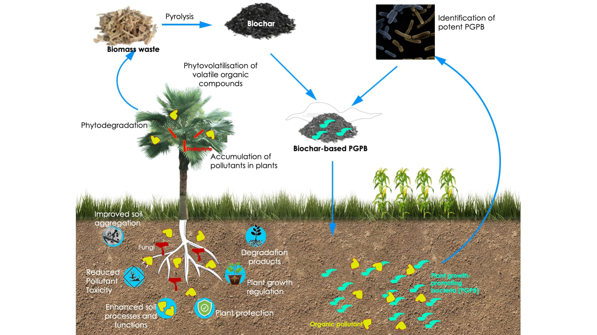 Biochar And Crop Nutrient Management