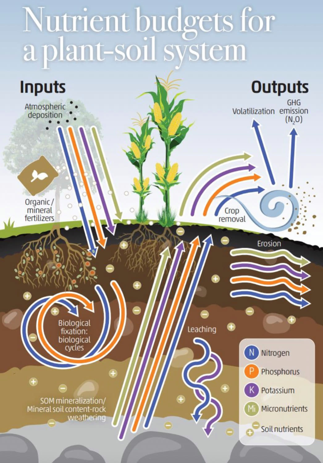 Soil Microogranisms And Biofertilizers