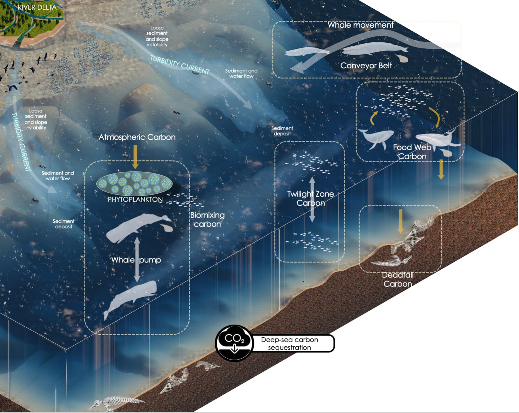 Deep-sea Sequestration Of Mesopelagic Fauna